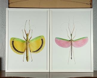 PAIR INSECT PRINTS | brightly colored in beautiful white frames; h. 38 x 26 in. 
