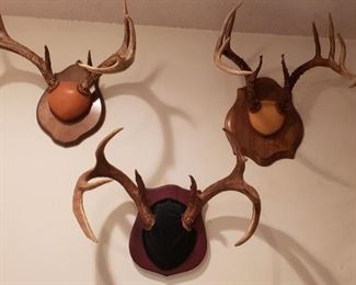 Deer Horn mounts