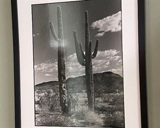 Framed Photo 2 Saguaros 21 x 17