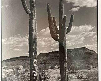 Framed Photo 2 Saguaros	21 x 17	
