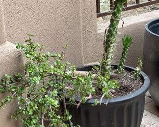 Lg Plaster Pot w/ Cactus & Plant	15in H x 21in Diameter	