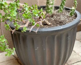 Lg Plaster Pot w/ Cactus & Plant	15in H x 21in Diameter	