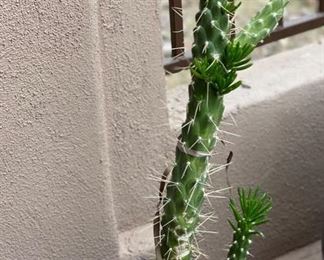 Lg Plaster Pot w/ Cactus & Plant	15in H x 21in Diameter	