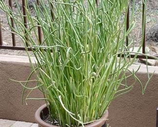 Lg Ceramic Glazed Pot with Plant	16in H x 18in Diameter	