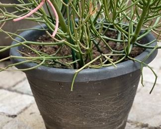 Plastic Pot/Planter with Plant	12in H x 17in Diameter	