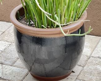 Lg Ceramic Glazed Pot with Plant	16in H x 18in Diameter	
