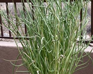 Lg Ceramic Glazed Pot with Plant	16in H x 18in Diameter	