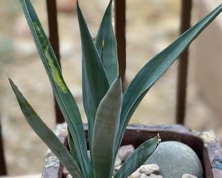 Sm Square Rustic Ceramic Pot Planter w. Plant	8x9x9in	HxWxD