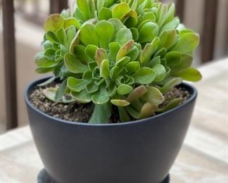 Contemporary Small Pot/Plat	7x8x9in	HxWxD