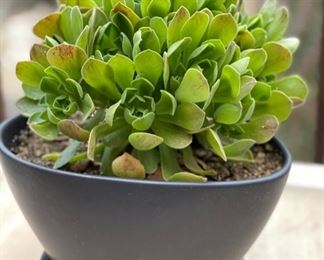 Contemporary Small Pot/Plat	7x8x9in	HxWxD