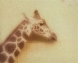 Giraffe RHMS Zoon Art Photo Framed	34in H x 26in W	