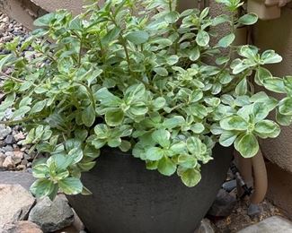 Brown Ceramic Round pot Plant	15x15	