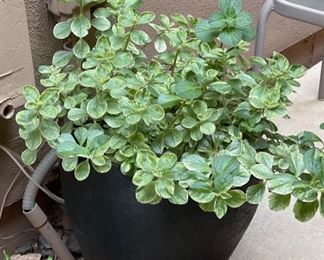 Brown Ceramic Round pot Plant	15x15	