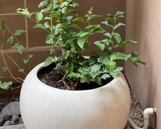 Contemporary Round Pot/Plant		