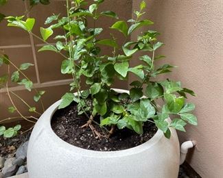 Contemporary Round Pot/Plant		