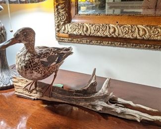 One of a pair of nice, full-body mount taxidermied ducks on branches. 