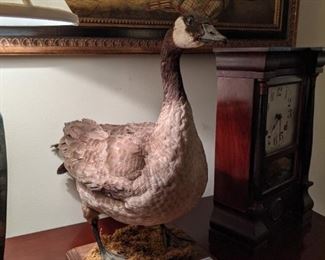 Nicely executed full-body mount of a friendly Canada goose, on wooden stand. 