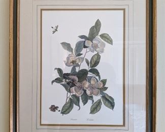 Nicely framed/matted botanical print. 