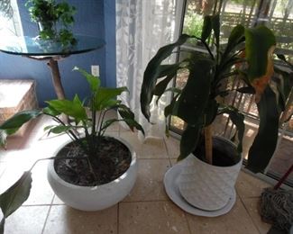 Indoor Plants, White Pots