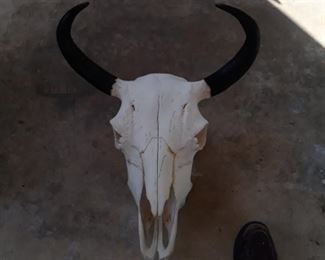 Steer skull