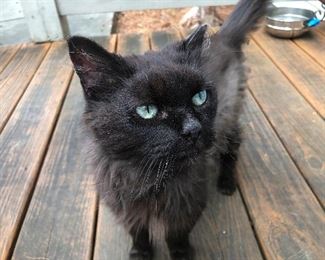 Jezebell looking for her forever home.  Anyone interested?