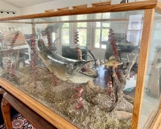 Upclose inside of Very Large Custom N Pike Taxidermy Fish Mount Display! Can be used for a coffee table or as a conversation piece.  