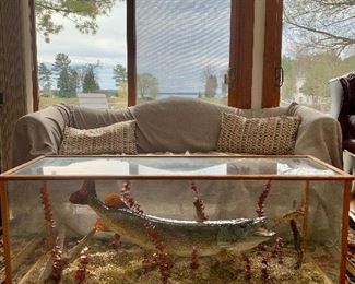  Very Large Custom N Pike Taxidermy Fish Mount Display! Can be used for a coffee table or as a conversation piece.  