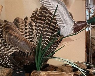 Collection of feather 