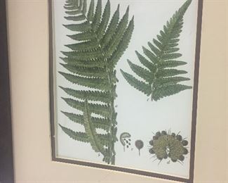 FRAMED FERN BOTANICAL PRINT