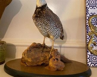 Taxidermy bird $50