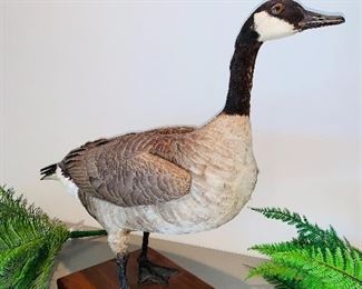 taxidermy goose
