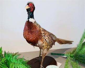 taxidermy pheasant