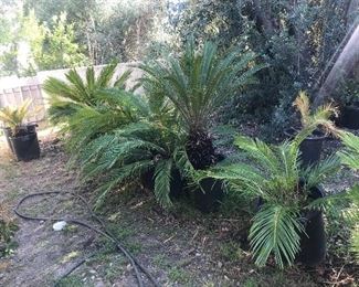 We have about 20 sago palms in 15 gal pots