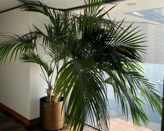 LARGE POTTED PLANT | approx 8 feet tall, in a copper colored planter 