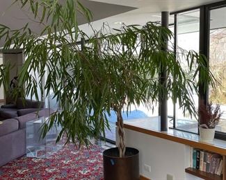 LARGE POTTED PLANT | approx 8 feet tall, in a copper colored planter 
