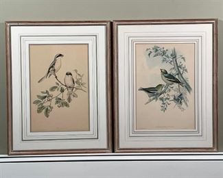GOULD & RICHTER COLORED BIRD PRINTS | Coccothraustes Vulgaris and Lanius Minor; 30 x 23 in. each framed