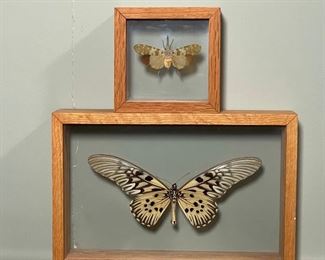 (2pc) TAXIDERMY INSECTS | including a "Fulgorid sp., Thailand" and "Papilio Antimachus, Africa" 7-1/2 in. wingspan; largest 7 x 10-1/2 in., framed