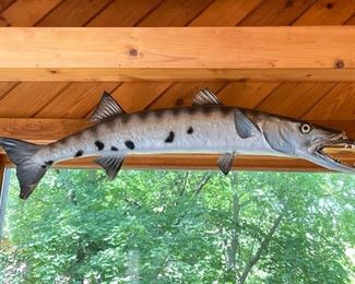 Taxidermy - Mounted Fish