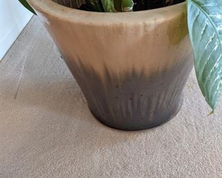 Dieffenbachia plant in two-tone pottery planter