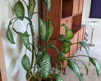 Dieffenbachia plant in two-tone pottery planter