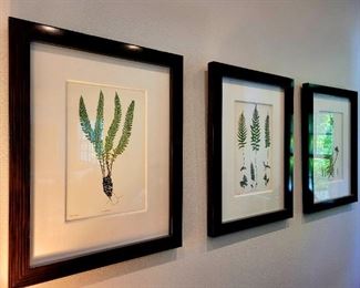 Set of 3 framed botanicals $285 or Bid #84