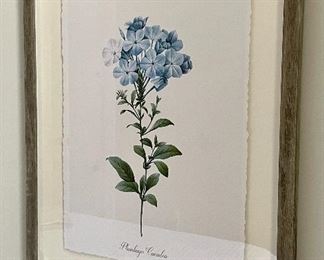 Item 26: Plumbago Caerulea Botanical Print - 16" x 20": $65 ea
