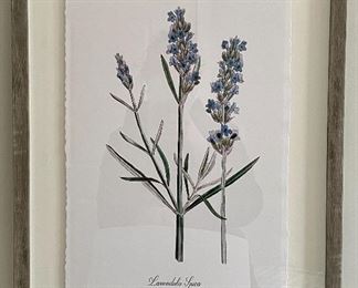 Item 76: Lavandula Spica Botanical Print - 16" x 20": $65 ea