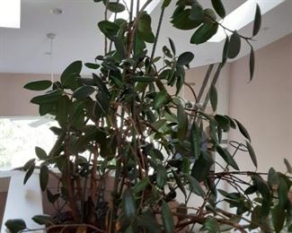 Large live plants $20 each