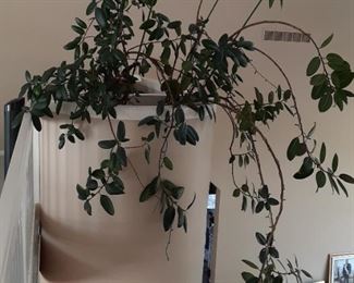 Large live plants $20 each