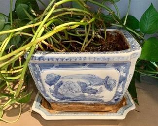 $24 - Plant in 8" ceramic pot