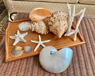 $60 - Collection of shells on tray.  Tray 16" L x 11" W. 