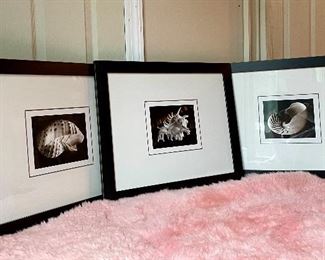 Item 123:  (3) Crate & Barrel Shell Prints - 23" x 19": $135 each