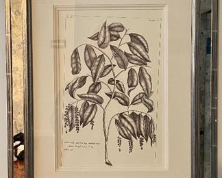 Item 147:  Framed Botanical Print - 16.75" x 21":  $75