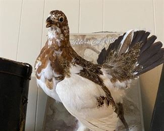 Grouse Taxidermi